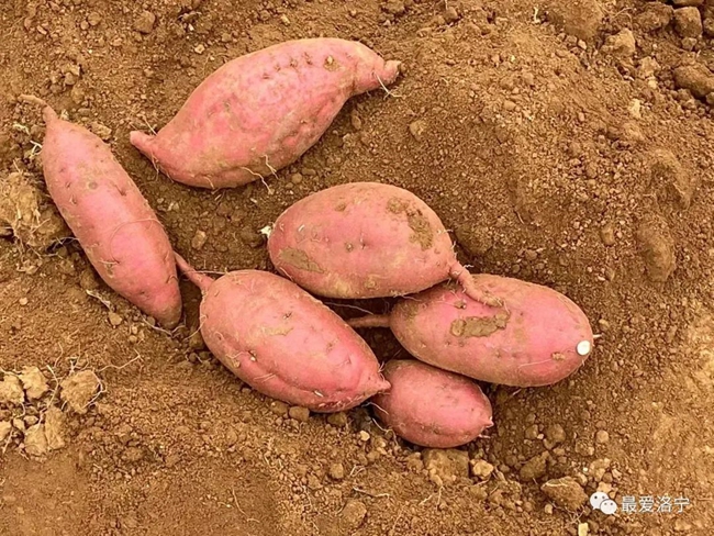 伟德bv1946官网-莆田市秀屿区通过“校、地、企”联手将低产地变丰收田