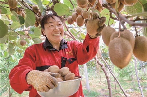 梦进去：秋果香 采摘乐