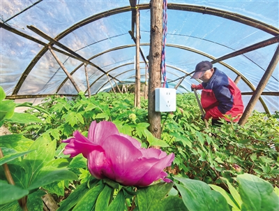 花开洛阳红