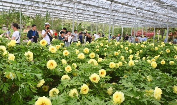 隋唐城遗址植物园晚开牡丹初绽放