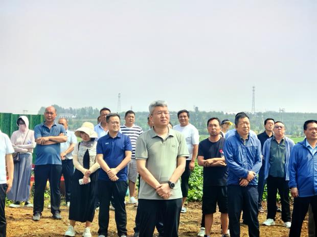 洛阳红薯“一年双收”，亩产收益超万元