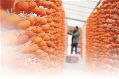 红柿映金秋 柿饼加工忙