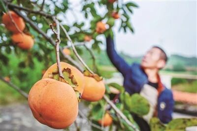 红柿映金秋 柿饼加工忙