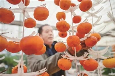 红柿映金秋 柿饼加工忙