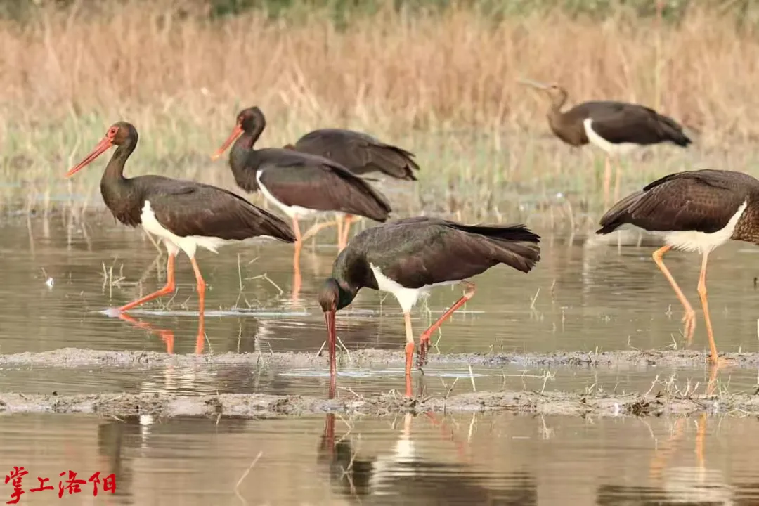 GetAttachment (1).jpg