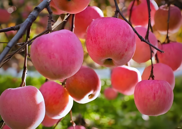 省委常委、市委书记陈春江到汝阳嵩县栾川洛宁调研