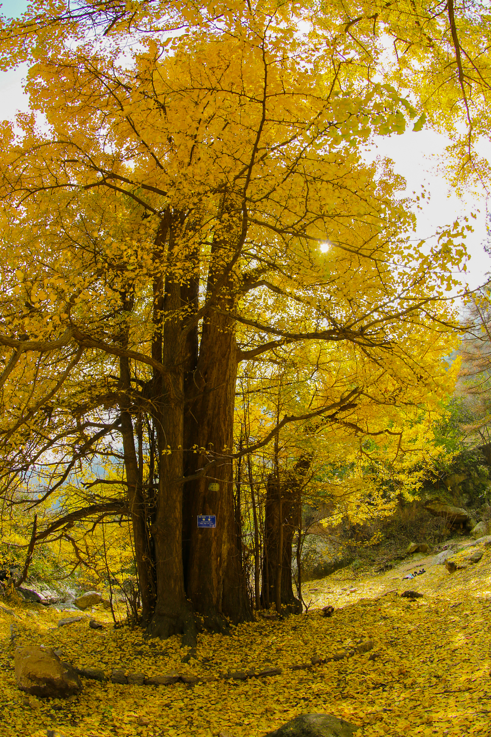 嵩县千年古银杏：满树金黄铺就“秋日童话”