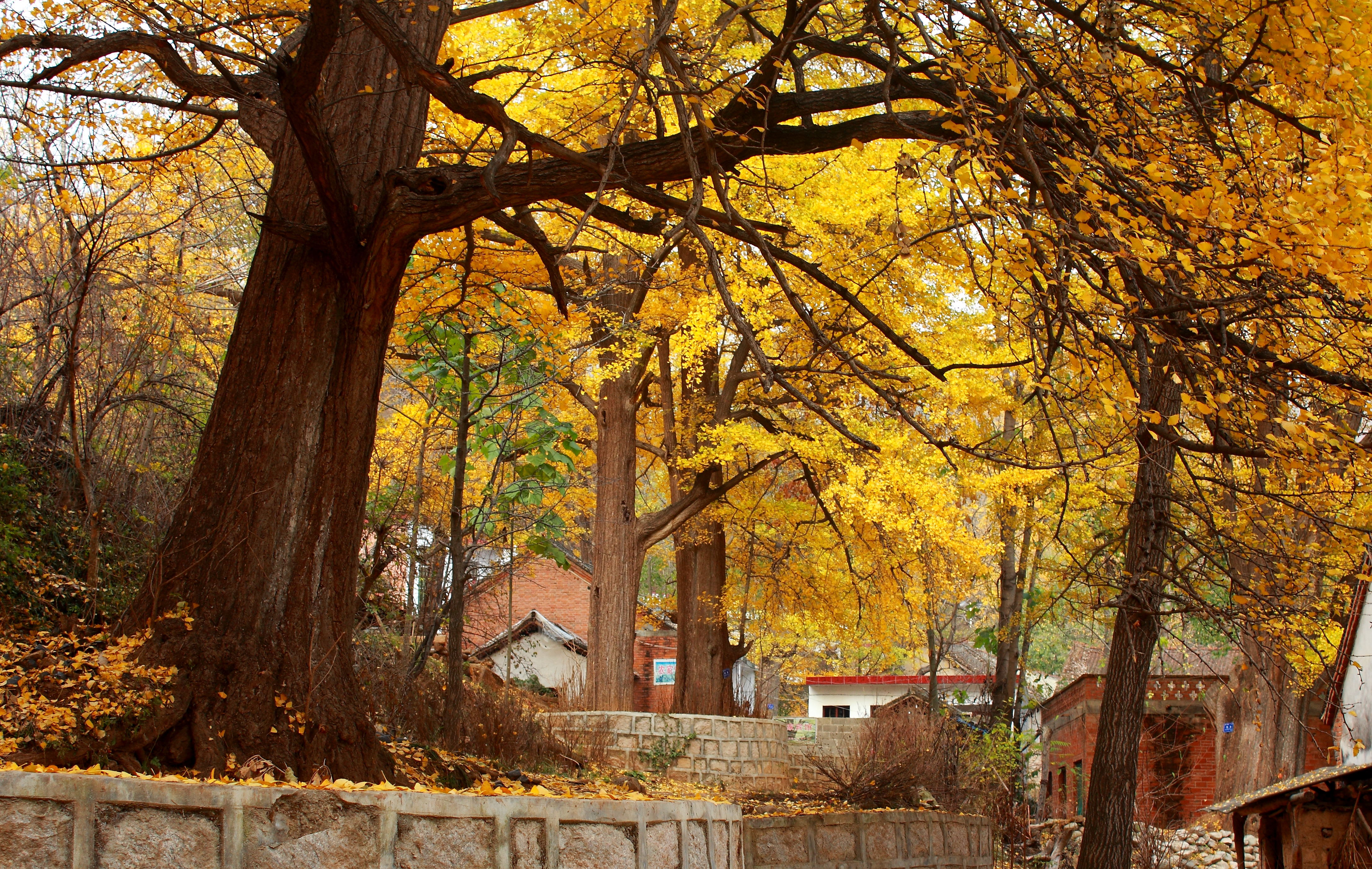 ǧ������Ⱦ���� �������������