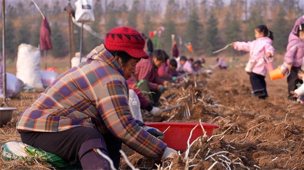 洛阳：银条变“金条”