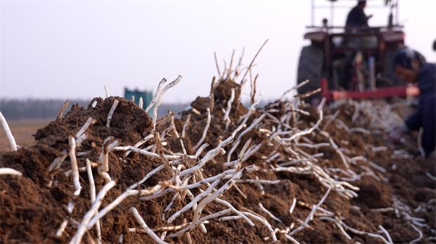 洛阳：银条变“金条”