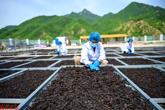 洛阳日报【社长总编一线行】关注嵩县：深耕“三谷”走在前