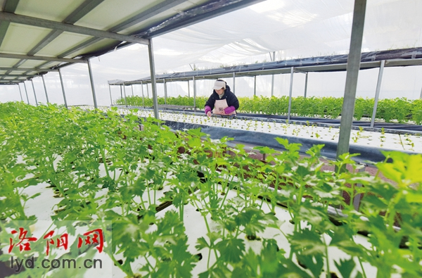 孟津区送庄镇：融合农文旅 秀出新钱景