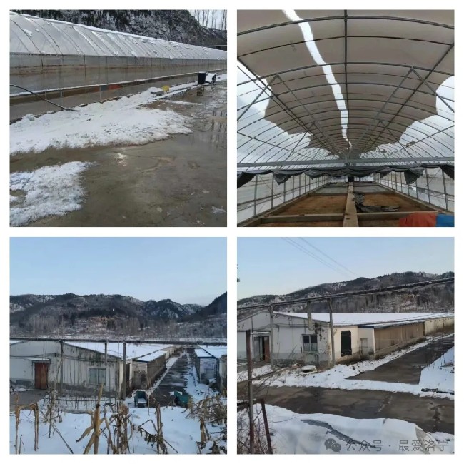 故县镇：坚持党建引领 多措并举应对低温雨雪冰冻天气