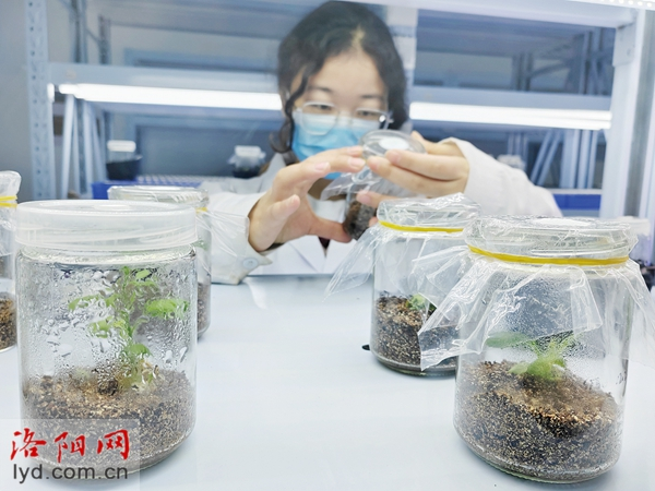 一颗洛阳种撑起万千致富梦 一颗洛阳种撑起万千致富梦