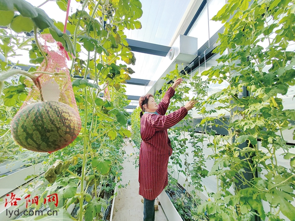 一颗洛阳种撑起万千致富梦 一颗洛阳种撑起万千致富梦