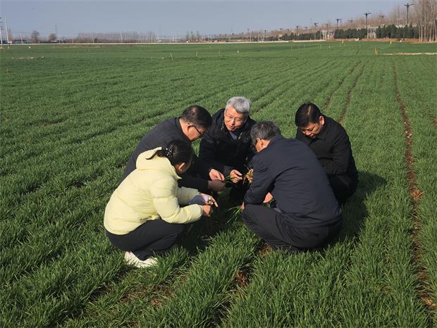 人勤春来早，麦管正当时！