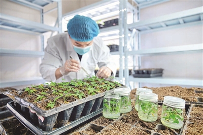 科技育种 产业兴农