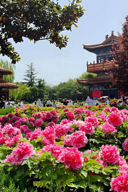 推动牡丹与古都双向赋能 擦亮“洛阳牡丹甲天下”品牌