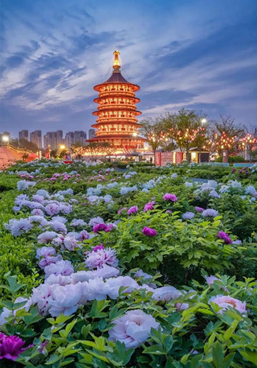 推动牡丹与古都双向赋能 擦亮“洛阳牡丹甲天下”品牌