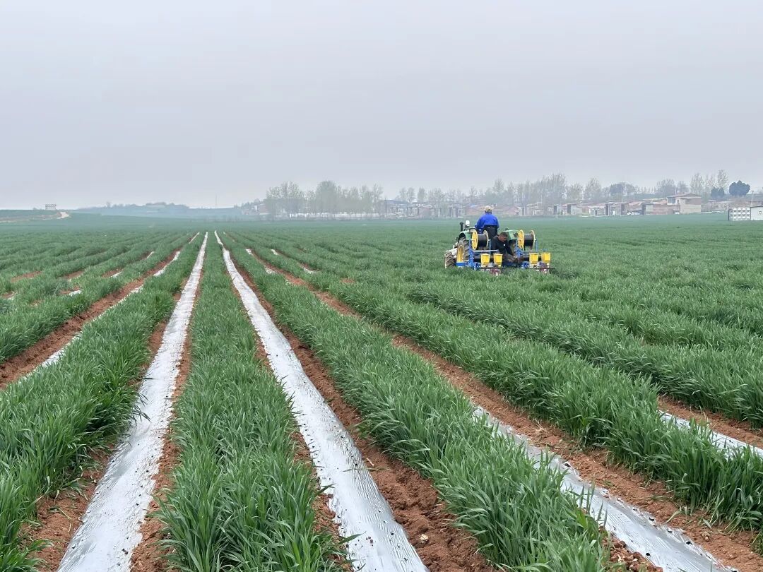 5G“织”网，麦椒“联姻”！