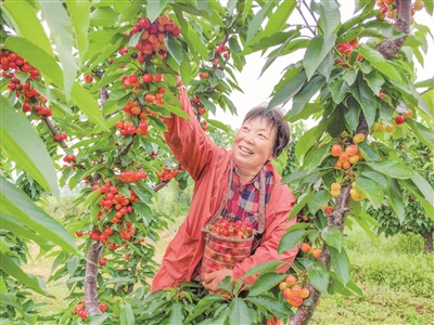 樱桃结出致富果