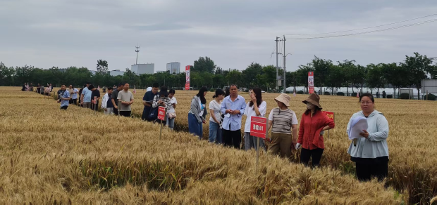【市种业中心】洛阳市2026年小麦新品种 “擂台选种”现场观摩会成功召开